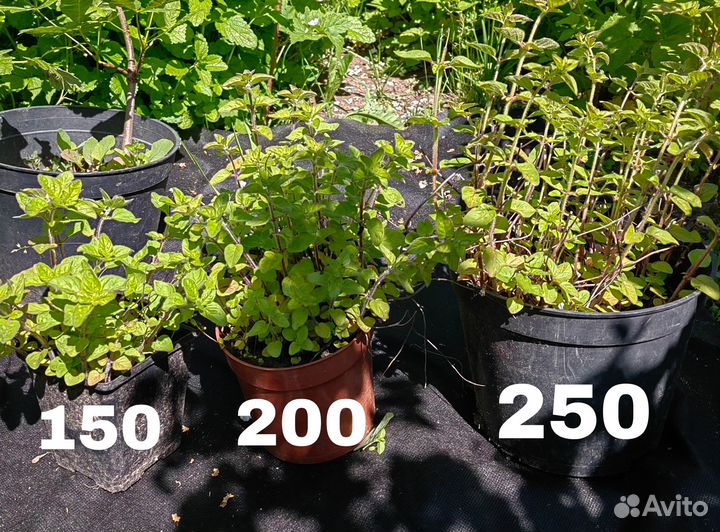 Душица, Каштан конский