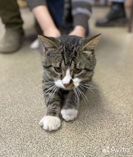 Брутальный кот Василий