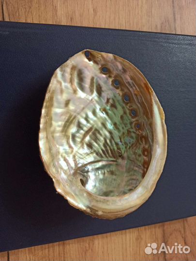 Морская раковина