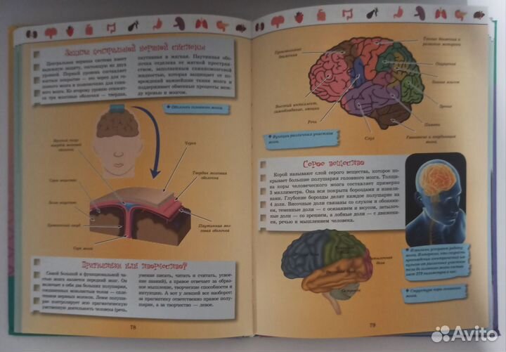 Книга Энциклопедия Тело человека
