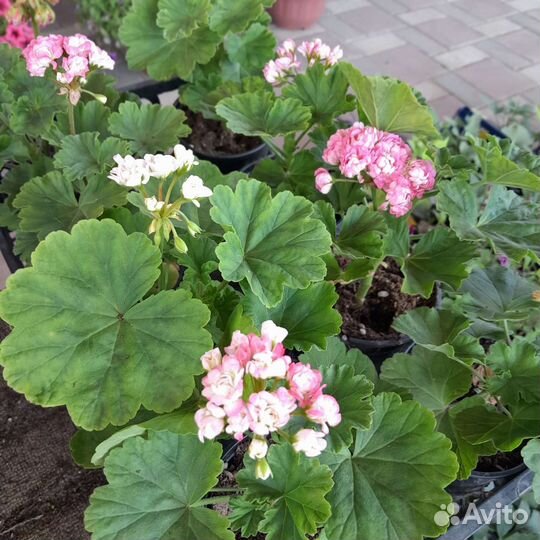 Пеларгония герань