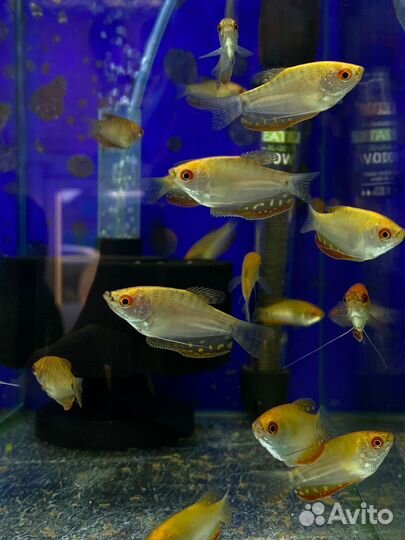 Аквариумные рыбки