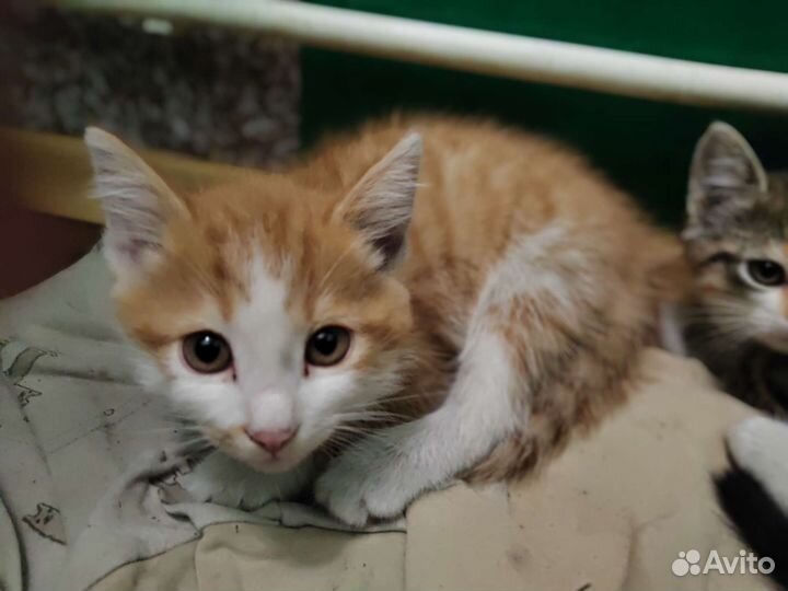 Кошка в дар