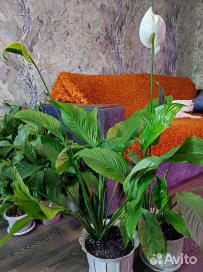 Спатифиллум