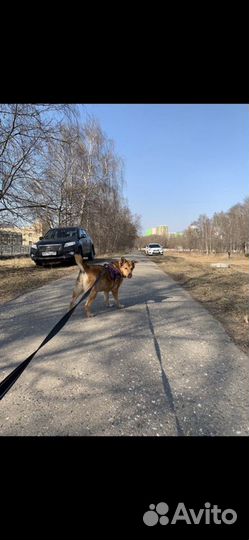 Собака Моня