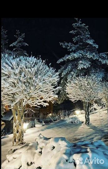 Сибирская пальма