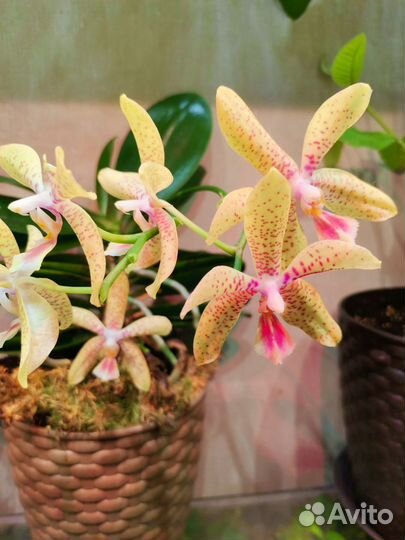 Фаленопсис ароматный