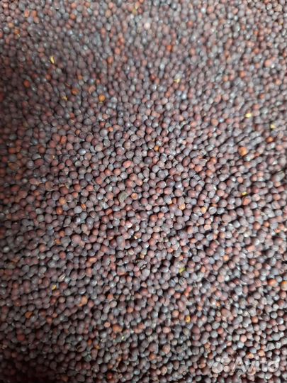 Горчица черная