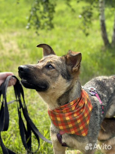Милый пес будет верным другом
