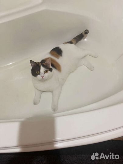 Кошка в добрые руки