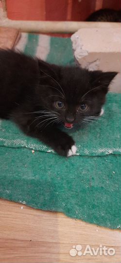 Котята