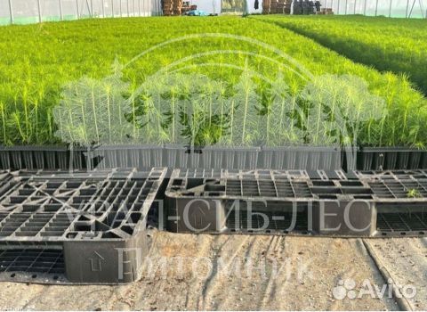 Предзаказ Лиственница Сибирская зкс сеянцы