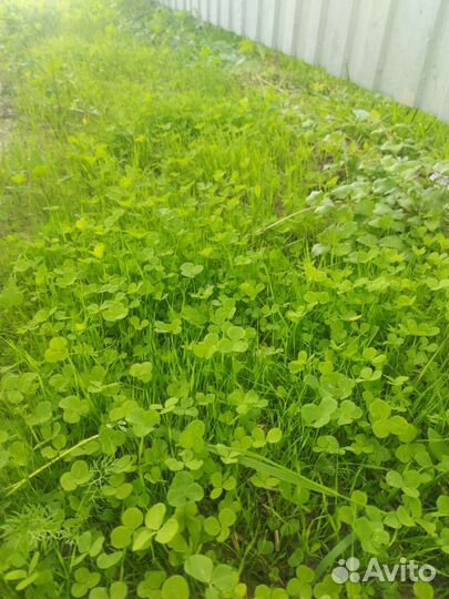 Смесь для газона