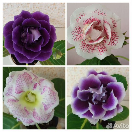 Глоксиния листья Почтой