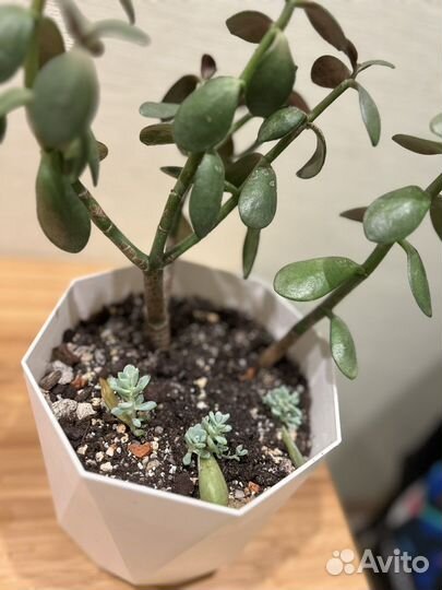 Крассула толстянка