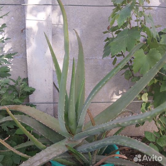 Алоэ столетник лечебный (обмен на продукты)