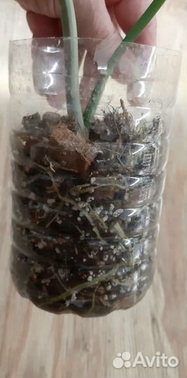 Филодендон 'Quercifolium'