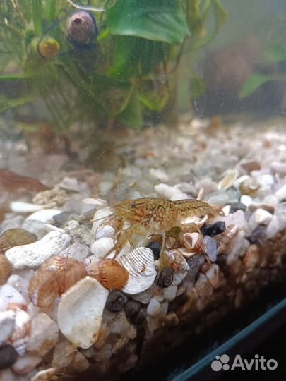 Мраморный рак отдам