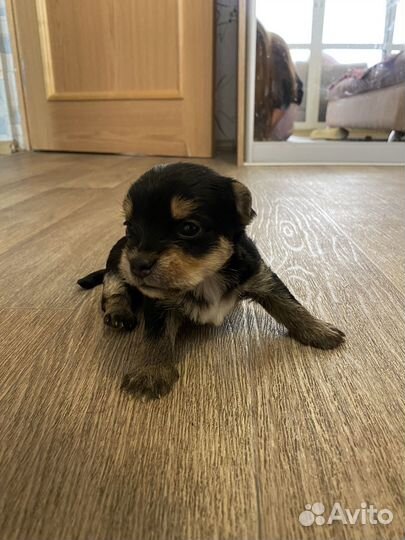 Щенки йорка помесь