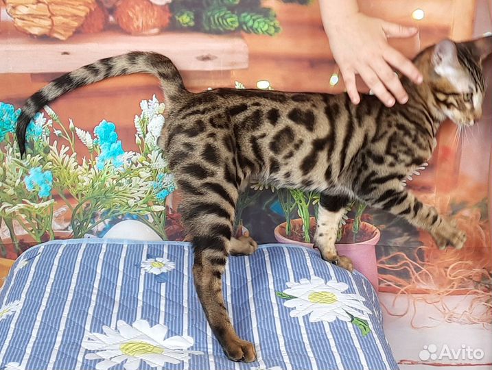 Котик серенгети/бенгальский