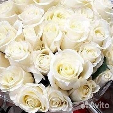 Высокие розы Гигантские розы Доставка цветов