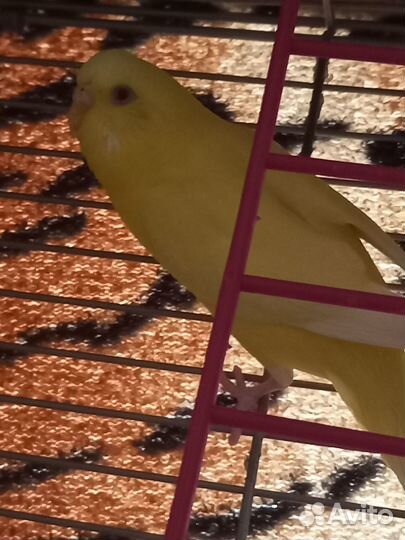 Волнистые попугаи молодые 65-75 дней