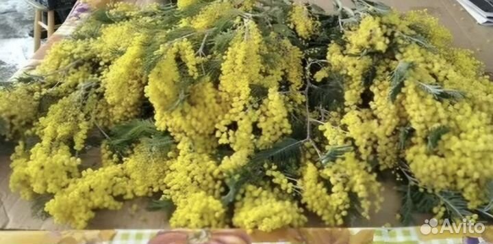 Мимоза СПб, коробками