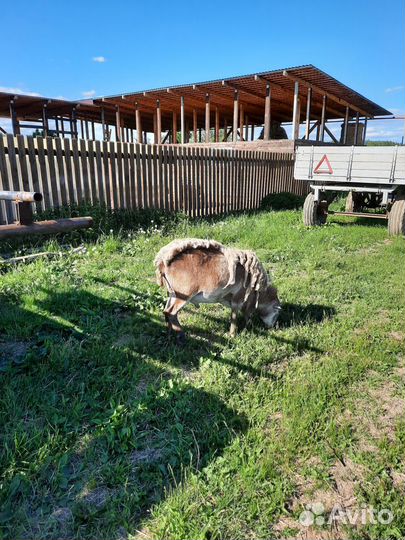 Бараны катумские