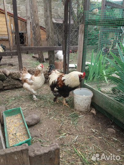 Молодые петушки фавероль