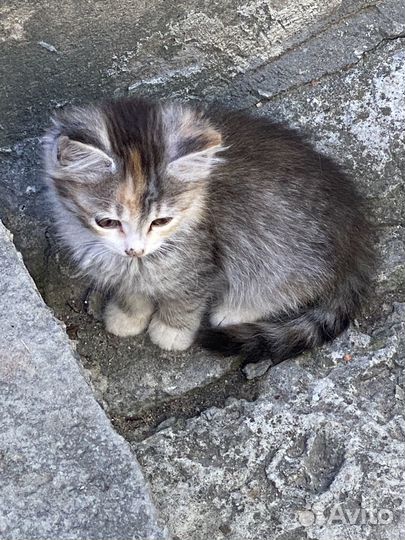 Отдам в хорошие руки котенка