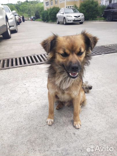 Собака в добрые руки