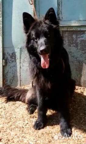 Немецкая овчарка