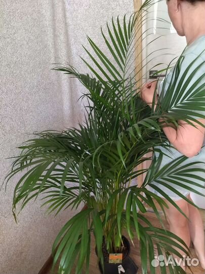 Пальма арека, цветы