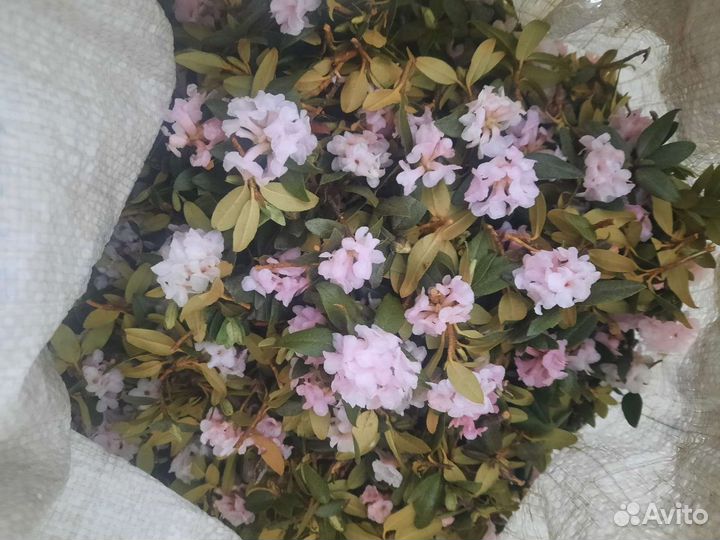 Саган-Дайля, Саган-Дали с цветами и без цветов