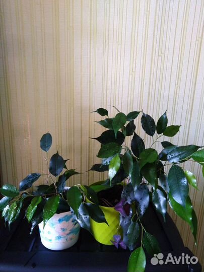 Комнатные цветы в горшках и черенками