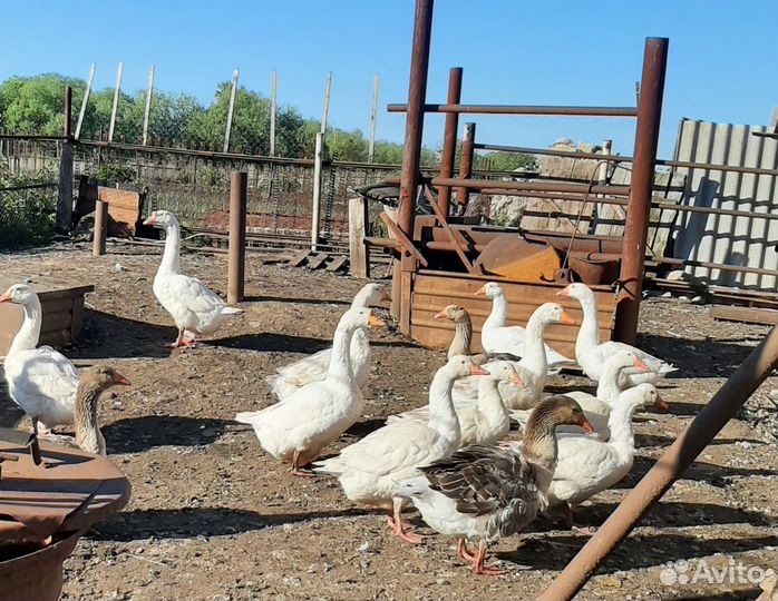 Яйцо гусиное