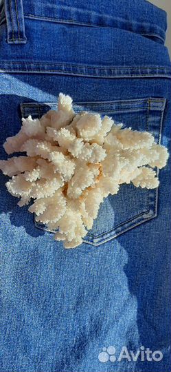 Морская звезда и 2 коралла