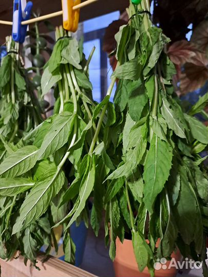 Мята и мелисса