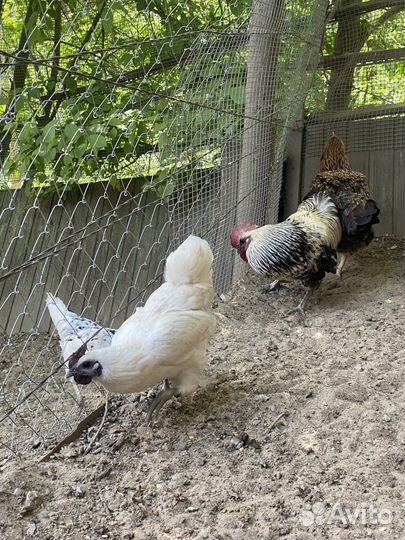 Куры люкейданьдзы