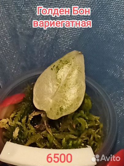 Редкие алоказии. Клубни 1