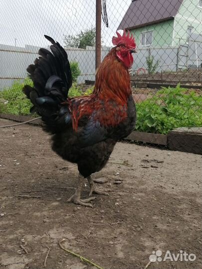 Петухи молодые