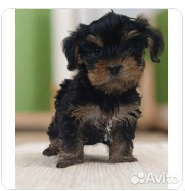 Йоркширский терьер щенок девочка
