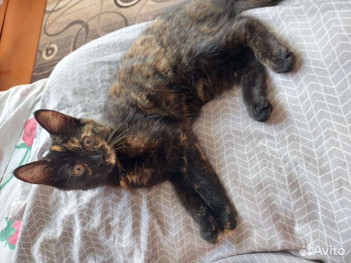 Отдам кошечку