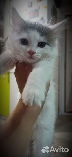 Отдам кошечку