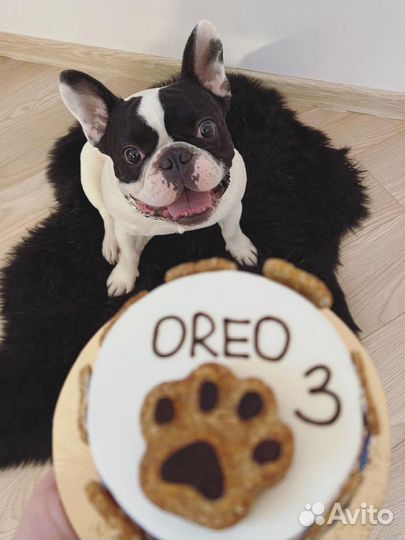 Французский бульдог ищет девушку