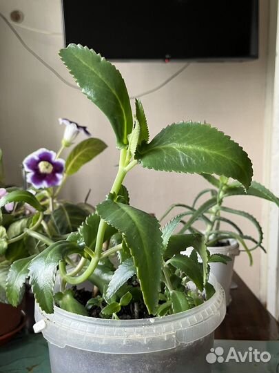 Каланхоэ дегремона