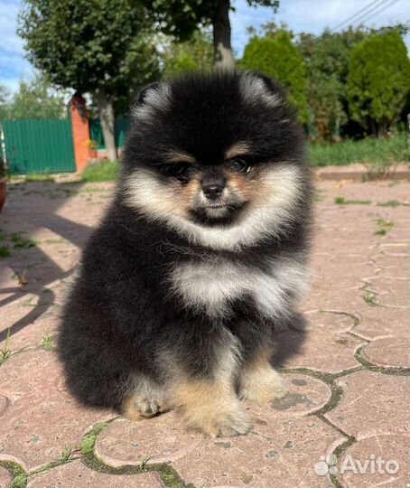 Померанский шпиц