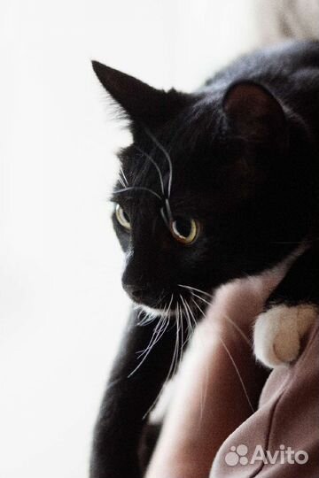 Просто Маркиза