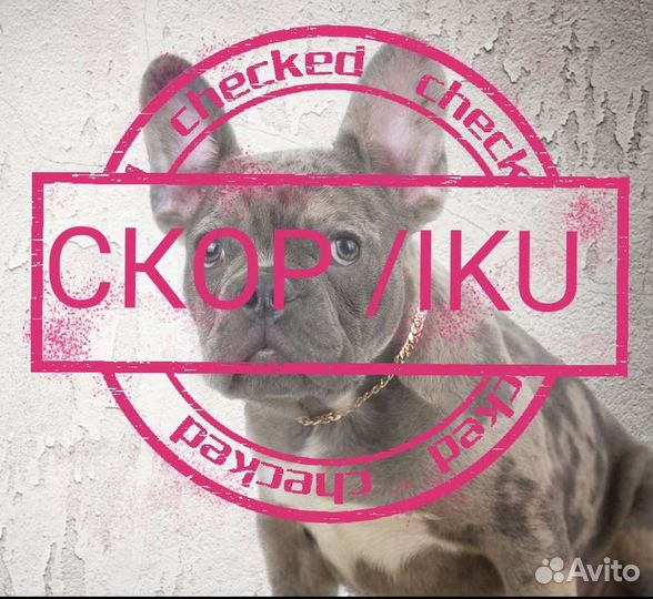 Регистрация помётов щенков