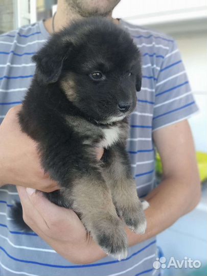 Щенок мальчик в добрые руки